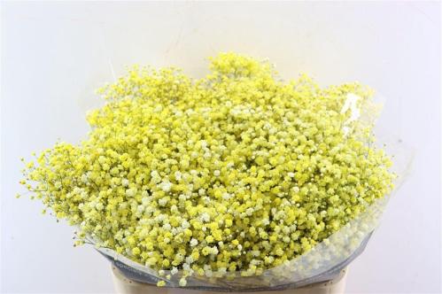 Gypsophila overig kleurbehandeld H%