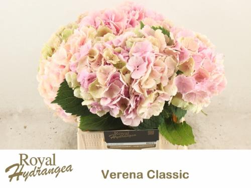 Hydrangea macrophylla 'Verena' (classic)