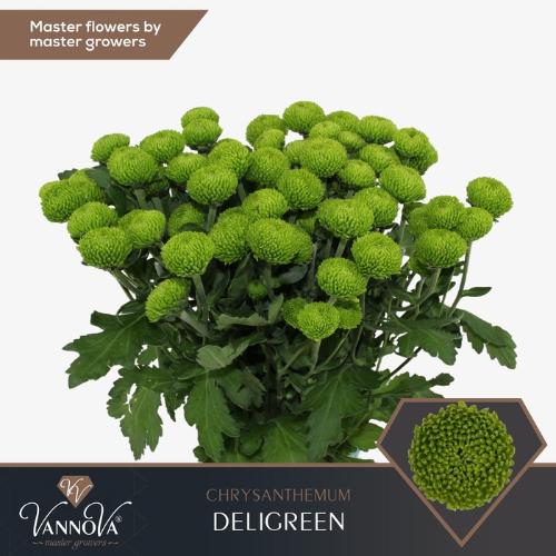 Chrysanthemum (Indicum Grp) tros Deligreen