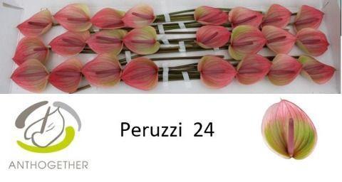 Anthurium Andreanum Grp Peruzzi