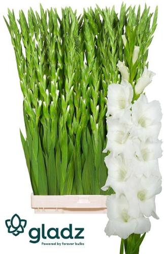 Gladiolus grootbloemig 'Nova Zembla'