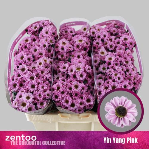 Chrysanthemum (Indicum Grp) tros santini Yin Yang Pink