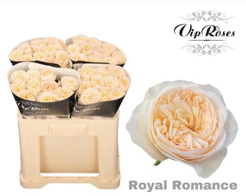 Rosa grootbloemig Royal Romance