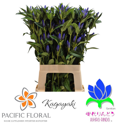 Gentiana 'Kagayaki'