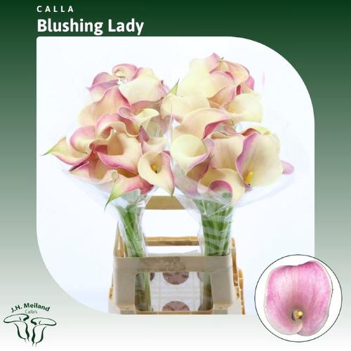 Zantedeschia 'Blushing Lady'