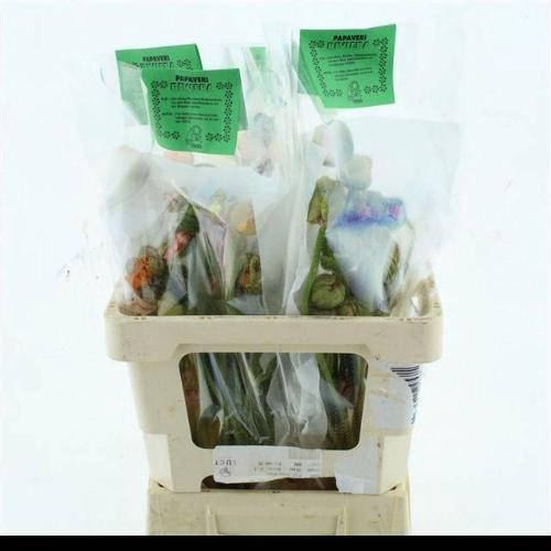 Papaver orientale 'Pizzicato'