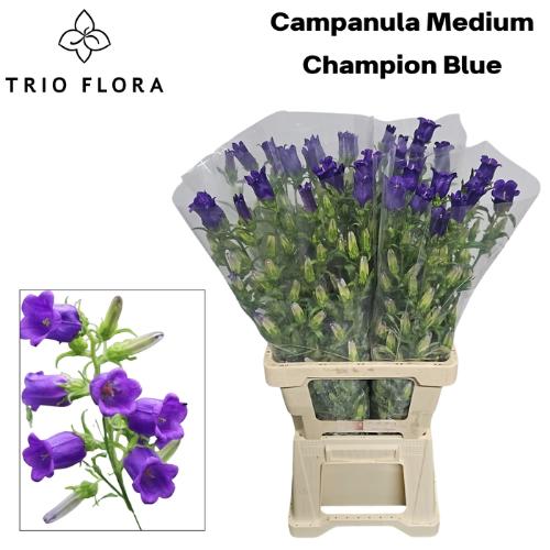 Campanula medium 'Champion Blue'