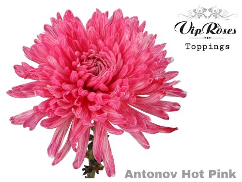 Chrysanthemum (Indicum Grp) geplozen Antonov kleurbehandeld H%