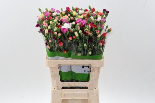 Dianthus tros gemengd in bos