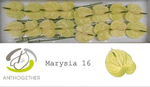 Anthurium Andreanum Grp Marysia