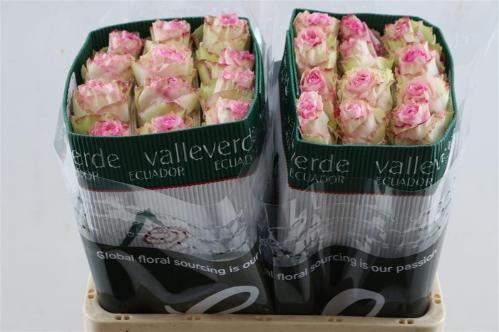 Rosa grootbloemig Esperance