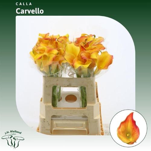 Zantedeschia 'Carvello'