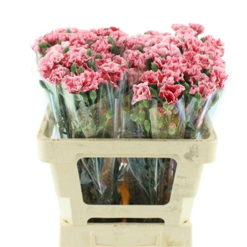 Dianthus tros overig