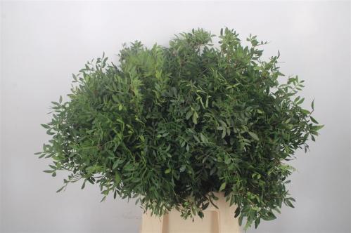 Pistacia sp. (blad)