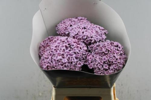 Hydrangea overig kleurbehandeld H%