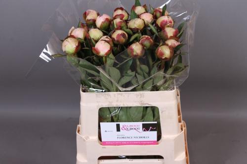 Paeonia Lactiflora Grp 'Florence Nicholls'
