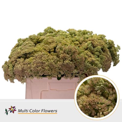 Sedum kleurbehandeld H%