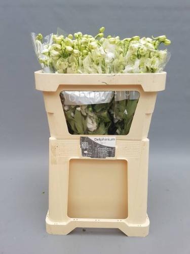 Delphinium Elatum Grp dubbelbloemig 'Centurion White'