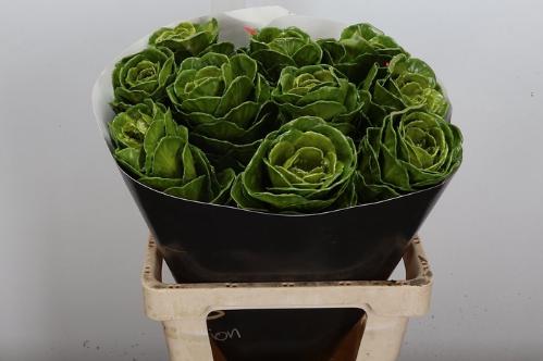 Brassica oleracea kleurbehandeld H%