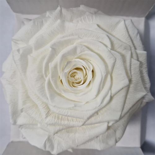 Rosa grootbloemig kleurbehandeld H%