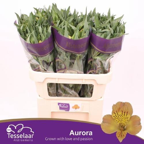 Alstroemeria Aurora