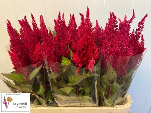 Celosia argentea (Plumosa Grp) Sunday Red
