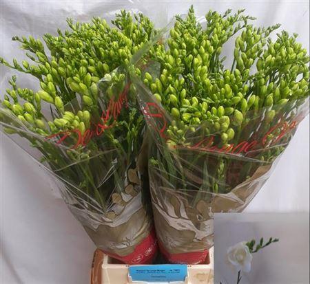 Freesia dubbelbloemig Versailles