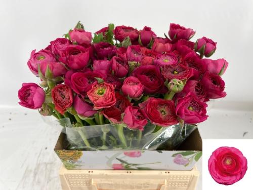 Ranunculus asiaticus 'Elegance Hot Pink'