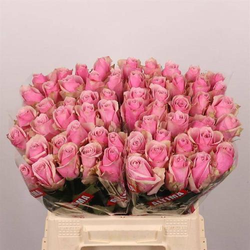 Rosa grootbloemig Athena Royale