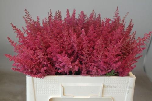 Astilbe Arendsii Grp 'Else Schluck'