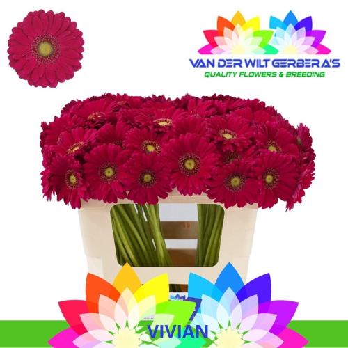 Gerbera mini Vivian