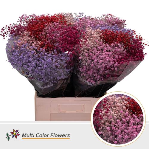 Gypsophila overig kleurbehandeld H%