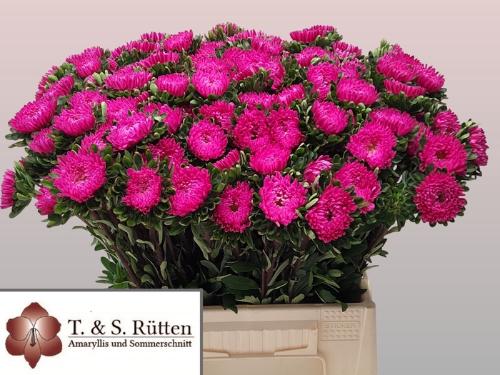 Callistephus chinensis 'Matsumoto Pink'