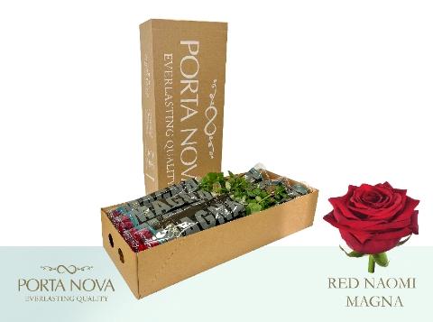 Rosa grootbloemig Red Naomi!