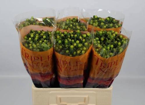 Hypericum inodorum Magical Green Power