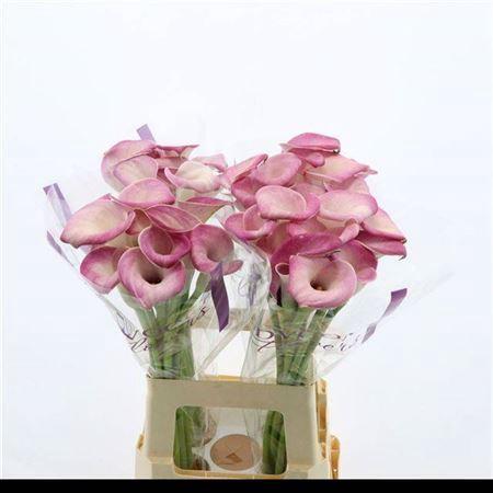 Zantedeschia 'Denver'