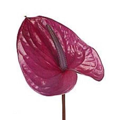 Anthurium (Andreanum Grp) Utah