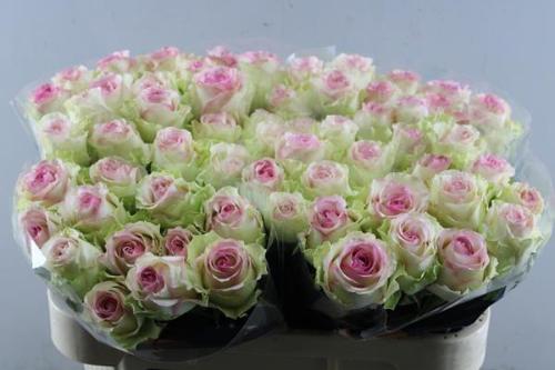 Rosa grootbloemig Pink Journey