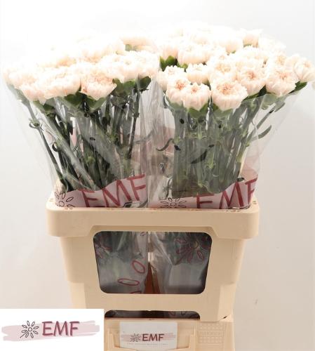 Dianthus standaard Brut