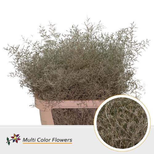 Limonium overig kleurbehandeld H%