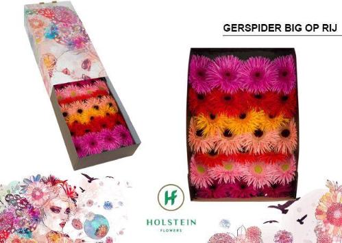 Gerbera grootbloemig Gerspider gemengd op rij