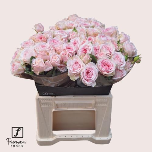 Rosa tros Rosa Loves Me with Fatal Attraction