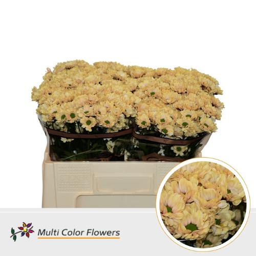 Chrysanthemum (Indicum Grp) tros santini  AAA Bowie kleurbehandeld H%