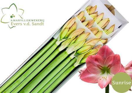 Hippeastrum (Galaxy Grp) 'Sunrise'