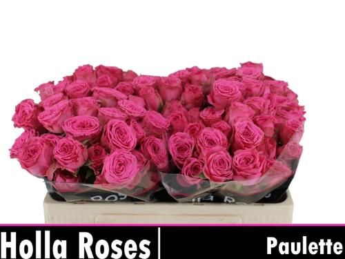 Rosa tros Paulette!