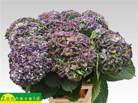 Hydrangea macrophylla Magical Revolution (classic)