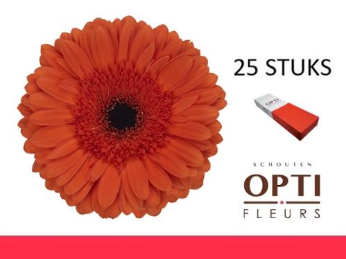 Gerbera grootbloemig 'Capella'