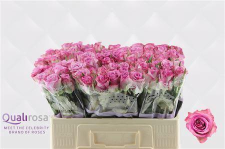 Chrysanthemum Indicum Grp tros kas 'Jo Spithoven'