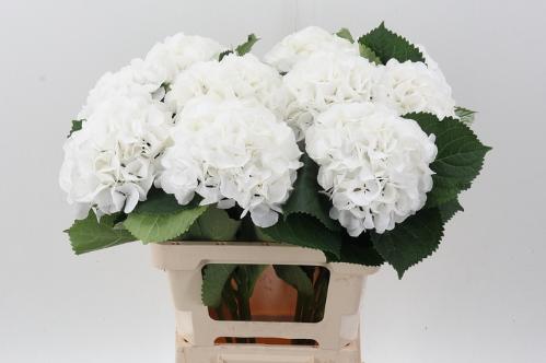 Hydrangea macrophylla 'Schneeball'