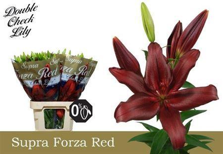 Lilium Longiflorum x Aziatische Grp 'Forza Red'